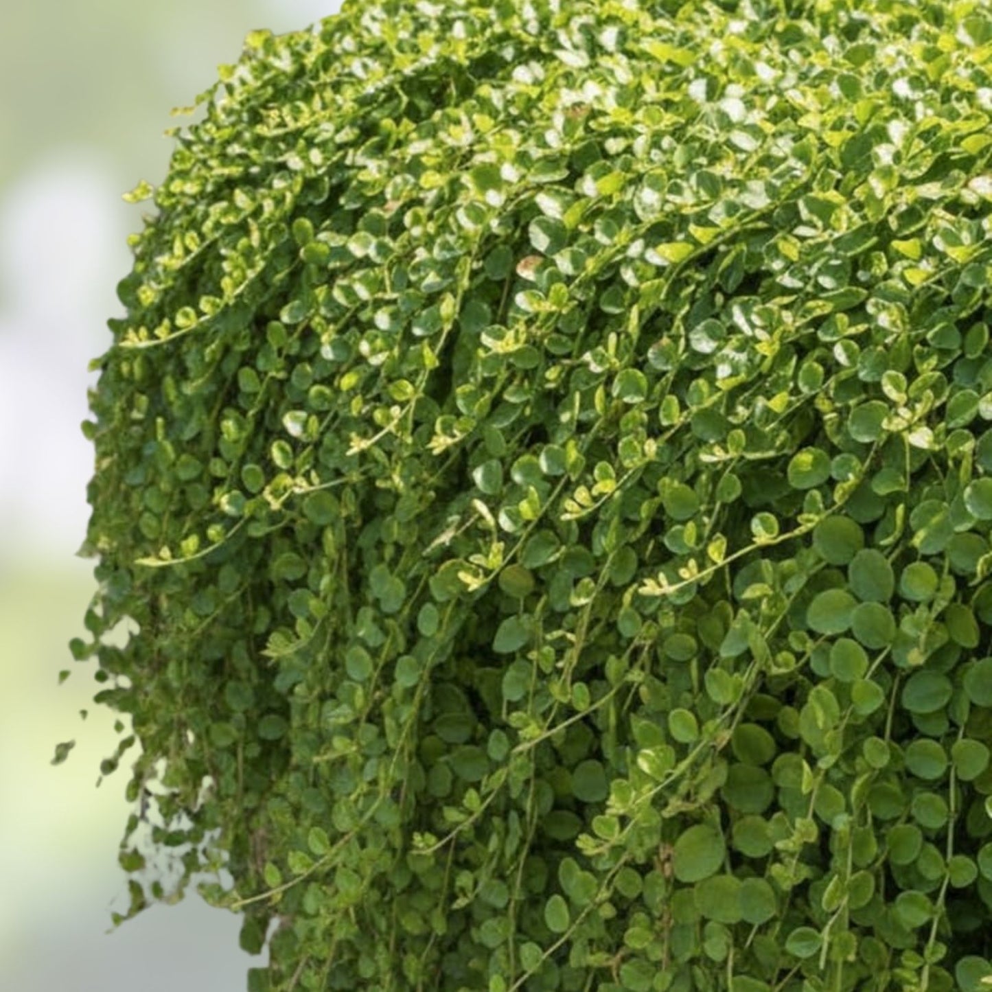 Creeping Jenny Groundcover Plants 3 Starts Dark Green Lysimachia nummularia Rare Color Mat Ground Cover