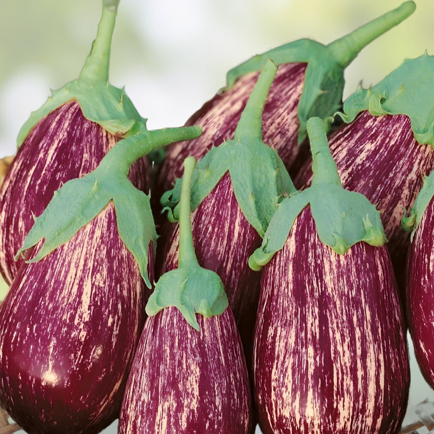 Galaxy of Stars Eggplant Seeds, Organic 40 Count, Non-GMO Heirloom Variety, USA Grown, Vegetable Seed Pack
