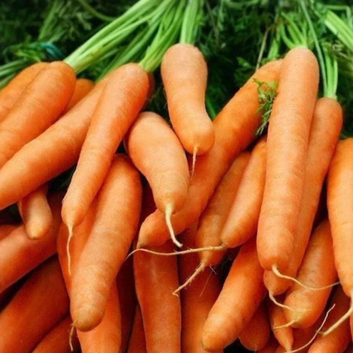 Non-GMO Carrot Seeds Little Finger Variety 1000+ Seeds Daucus carota Vegetable Gardening Supplies