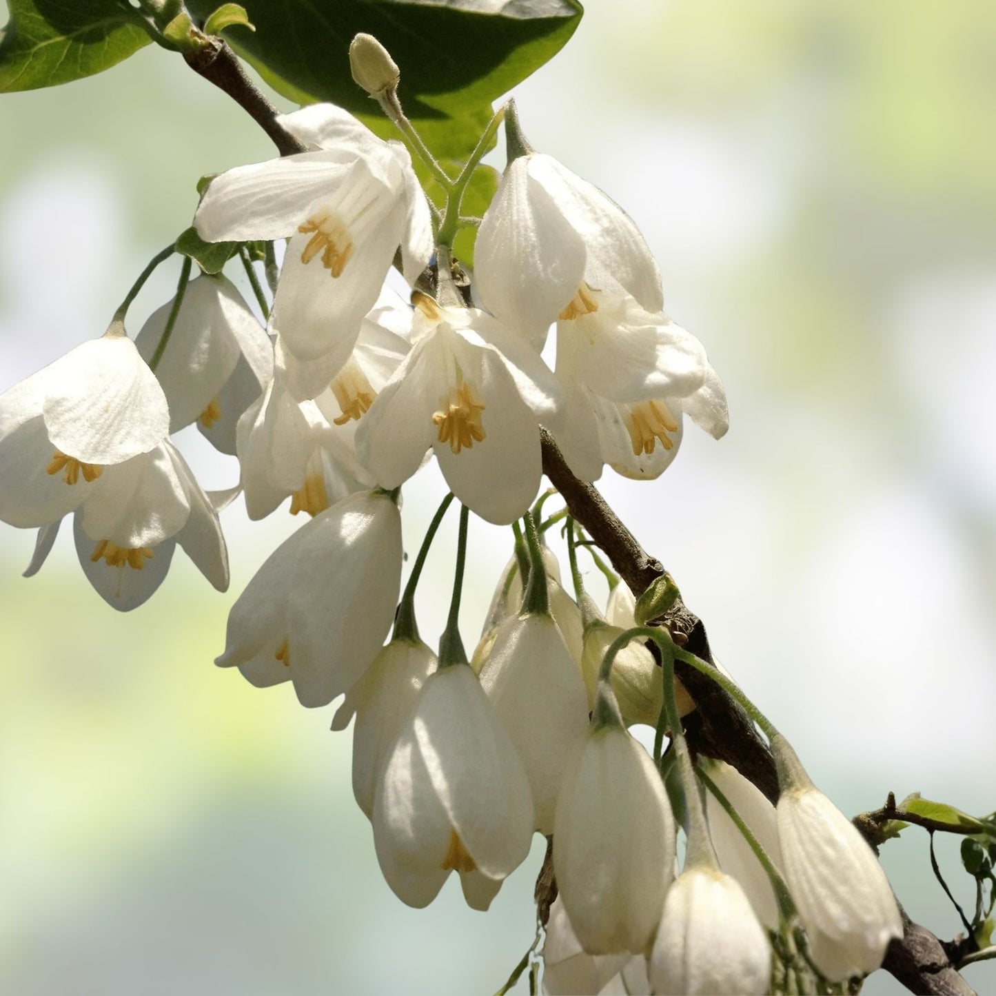 Carolina Silverbell Tree Seeds - 6 Large Halesia carolina Native Tree Seeds for Planting, Ornamental Garden Tree