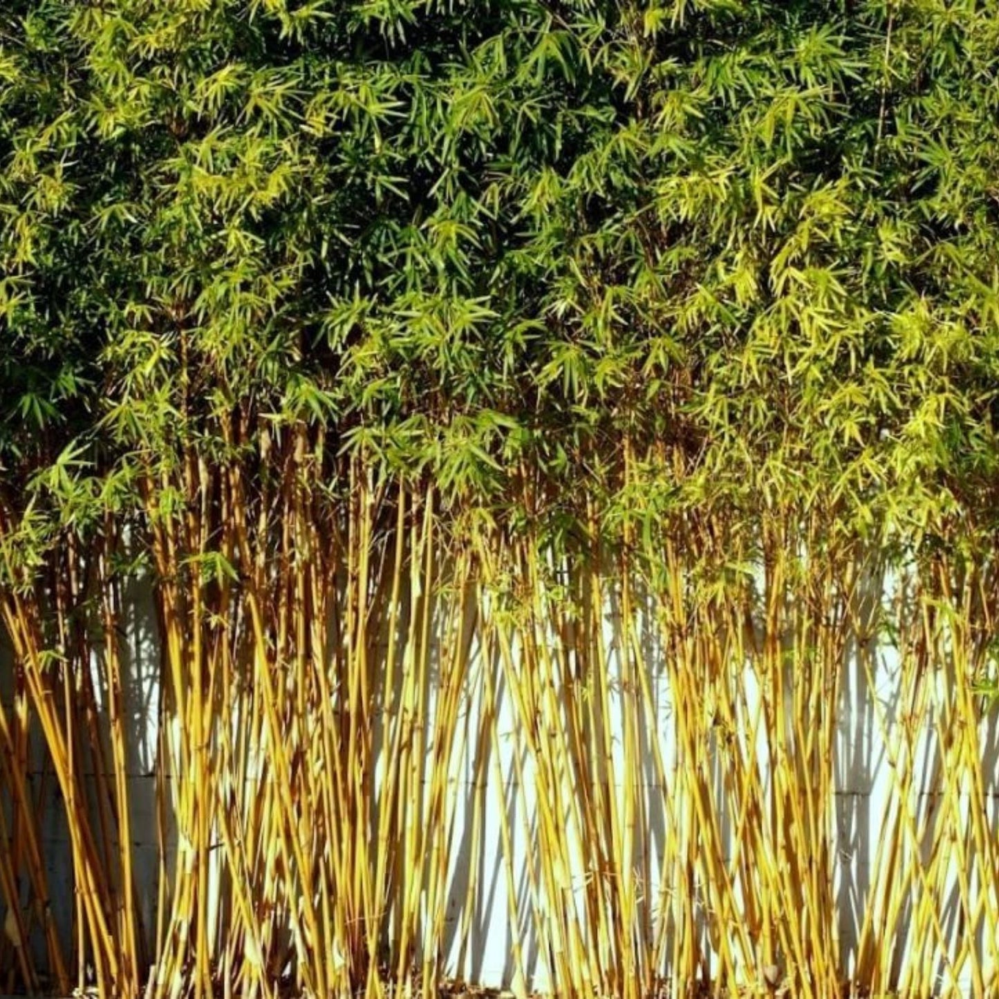 Golden Goddess Bamboo Starts 5 Pack, Bambusa multiplex, Cold Tolerant Clumping Plant, Garden Bamboo, Ornamental Bamboo Starts