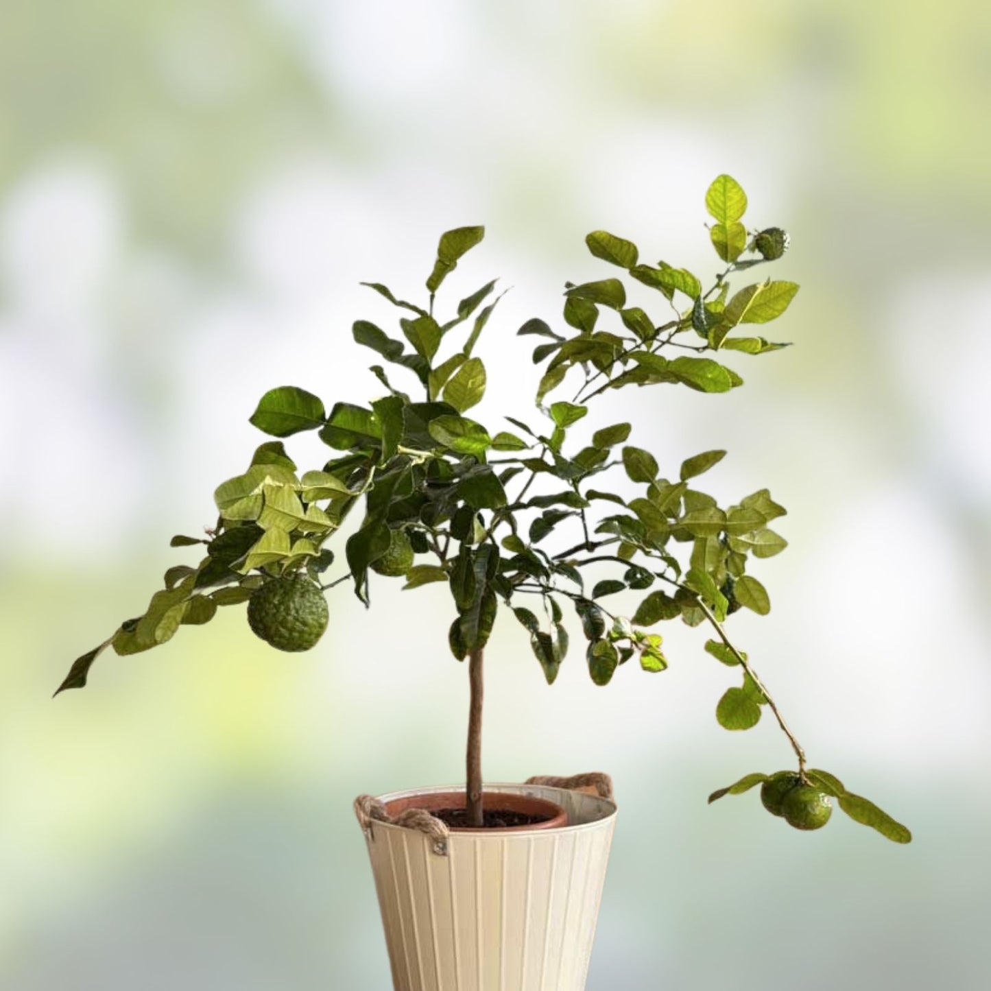 Kaffir Lime Tree Cutting | Citrus Hystrix | Makrut Lime Food Spice Plant Clone | Fresh Citrus Herb for Cooking