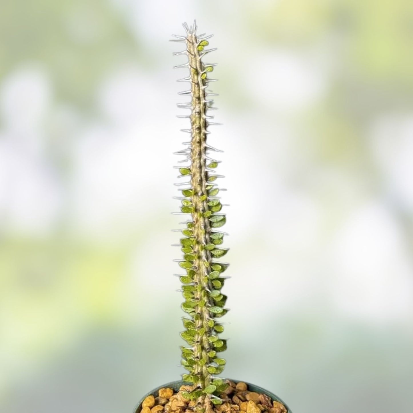Alluaudia humbertii Rooted Cutting - Madagascar Succulent Plant, Unique Desert Flora, Drought Tolerant, Indoor or Outdoor Plant