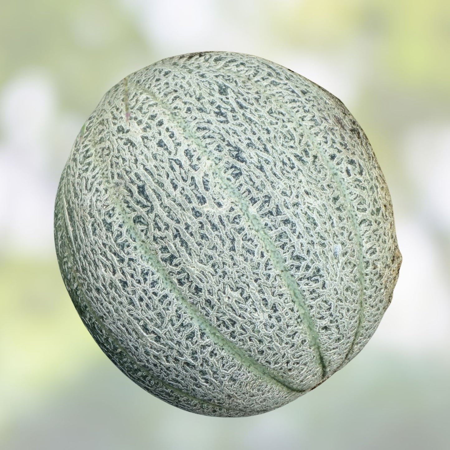 Muskmelon Seeds 25+ Heirloom Hales Best Jumbo Sweet Cantaloupe Cucumis melo Garden Seed