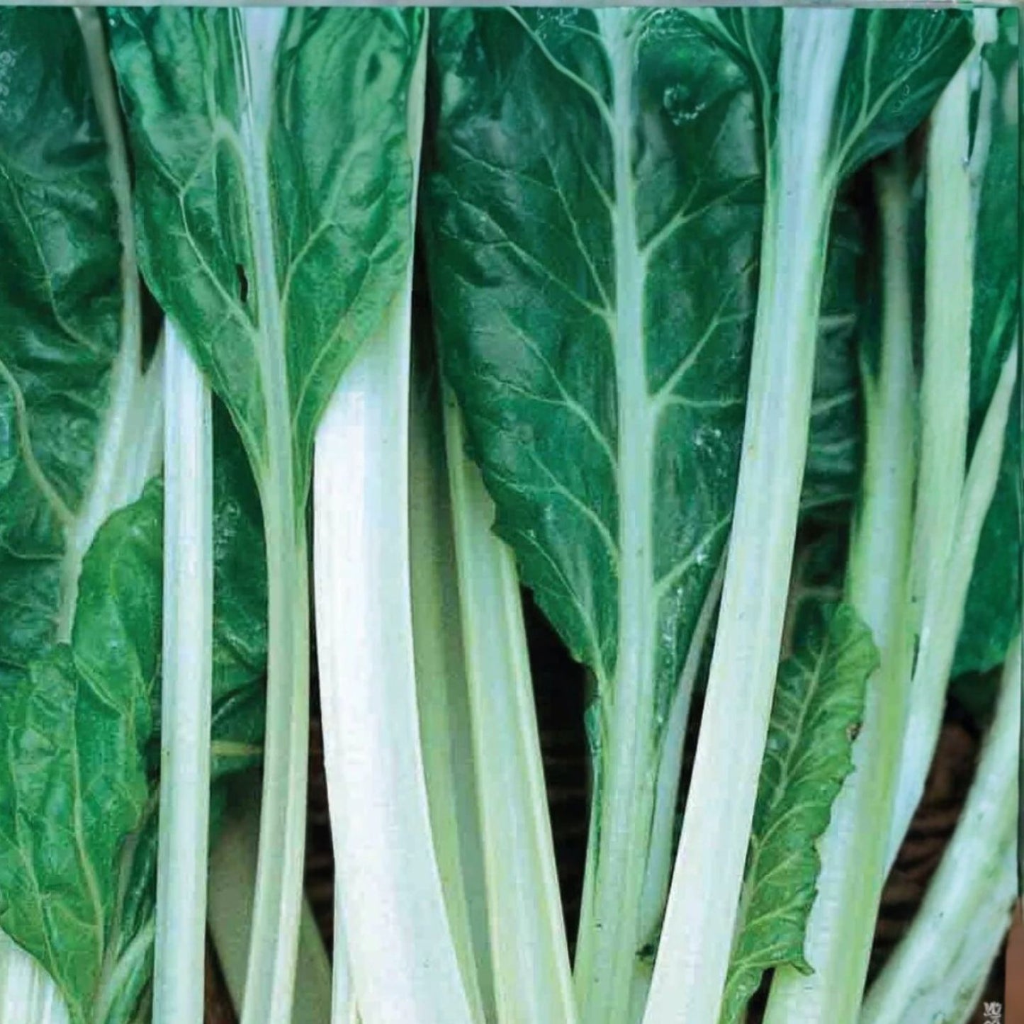 Heirloom Swiss Chard Seeds - Large White Ribbed - Non-GMO Beta vulgaris subsp. cicla Garden Vegetable Seeds