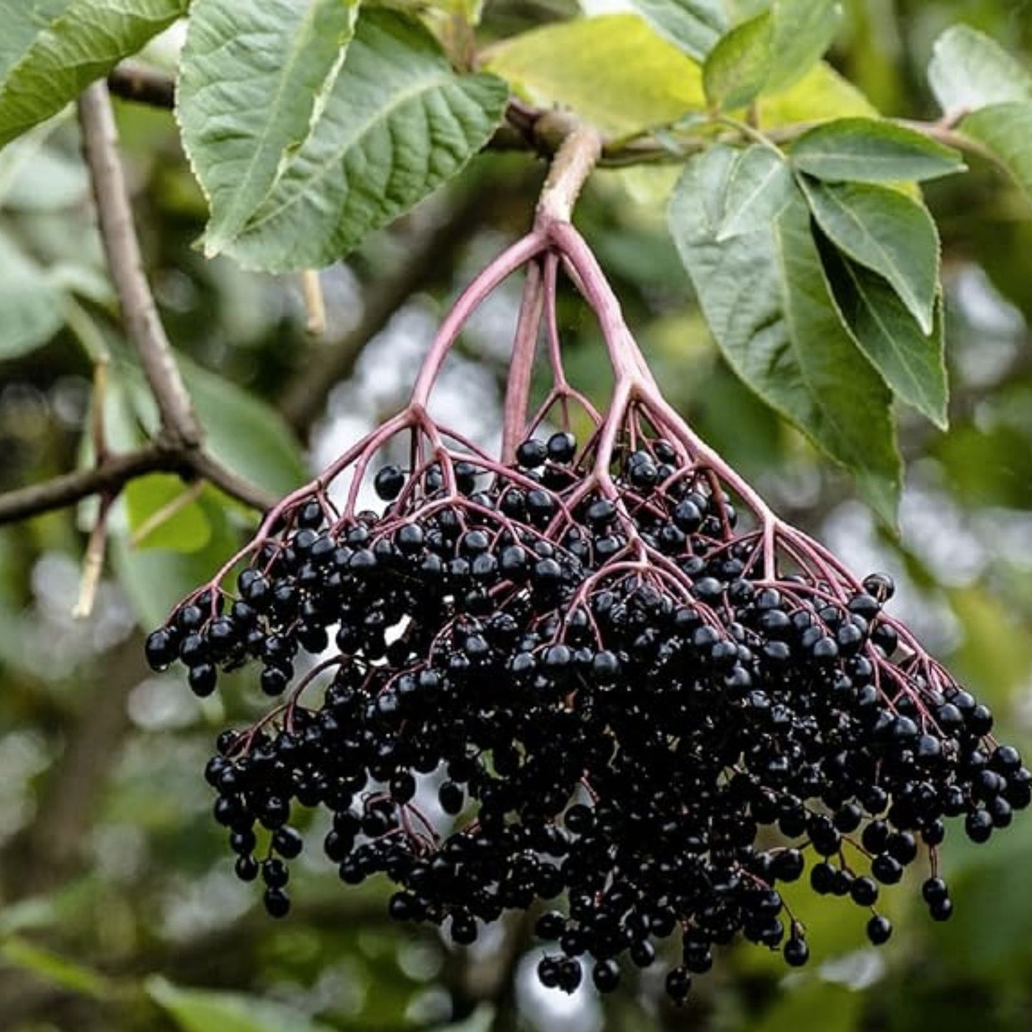 Fresh Elderberry Cuttings - 2 Black Bearing Sambucus nigra Planting Material for Home Garden