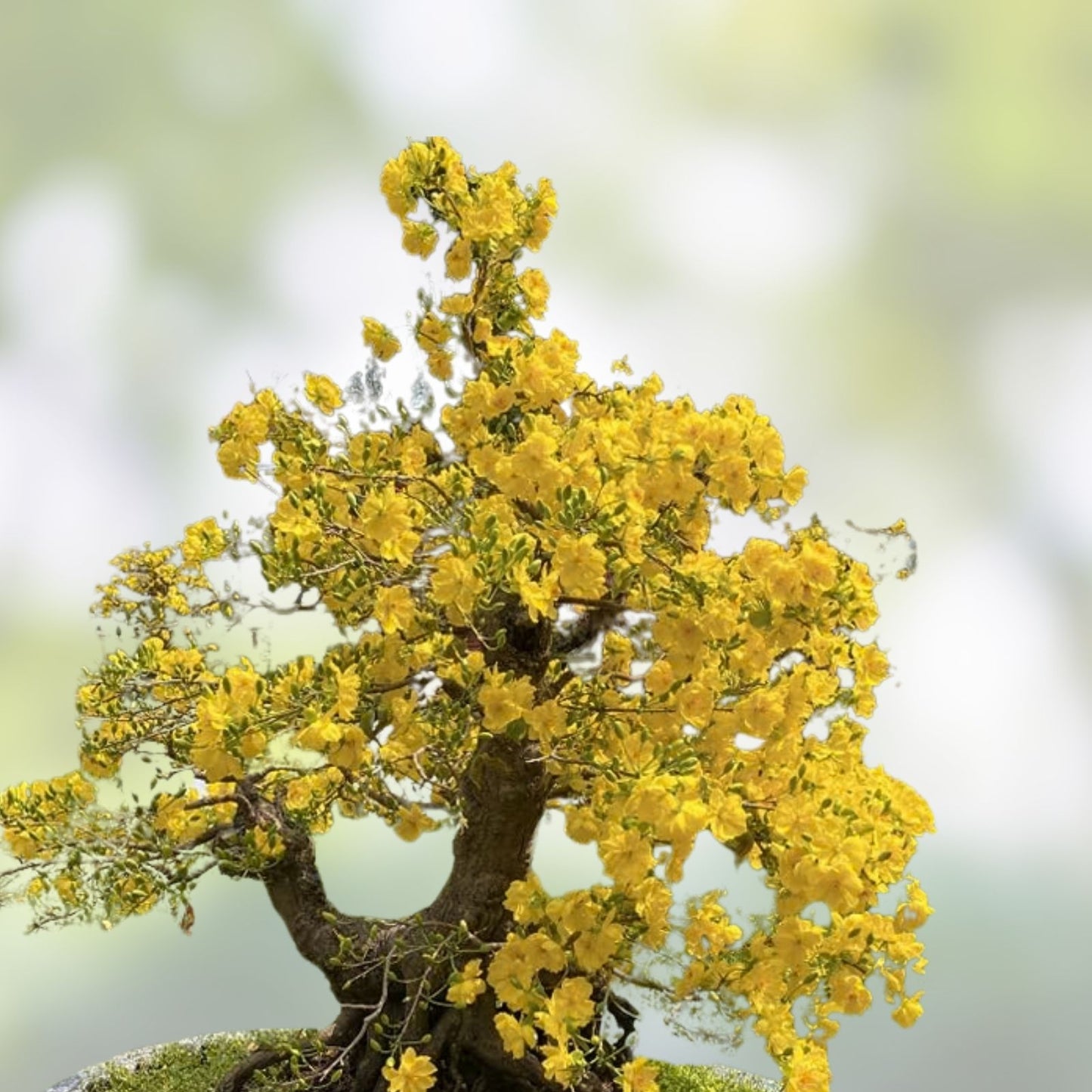 Apricot Bonsai Tree Seeds - 3 Large Planting Seeds with Yellow Flowers - Prunus armeniaca