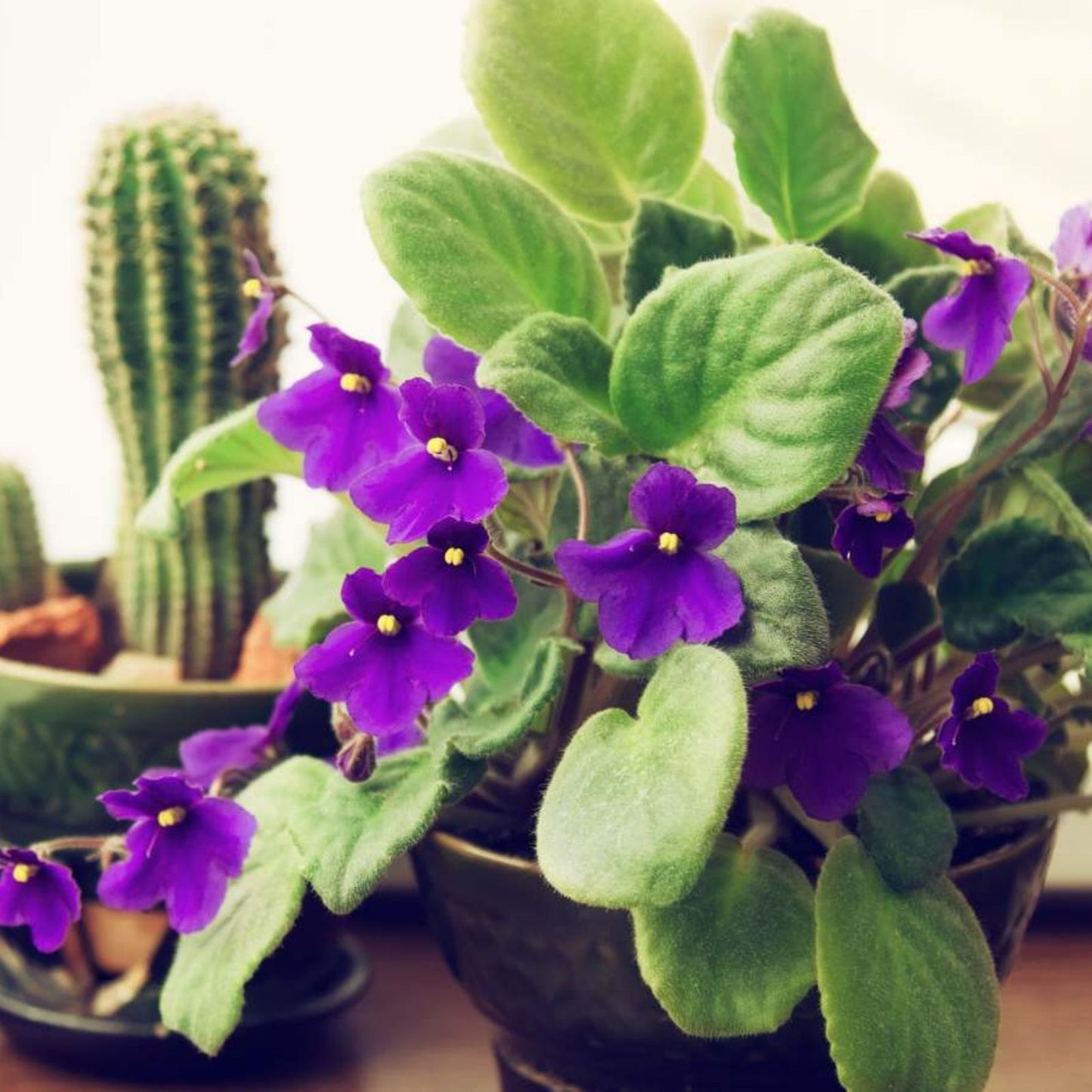 Fresh Cut Leaf for Propagation - African Violet AV-Soap Bubbles/AV-Mylnye Puzyri - Gardening and Plant Care