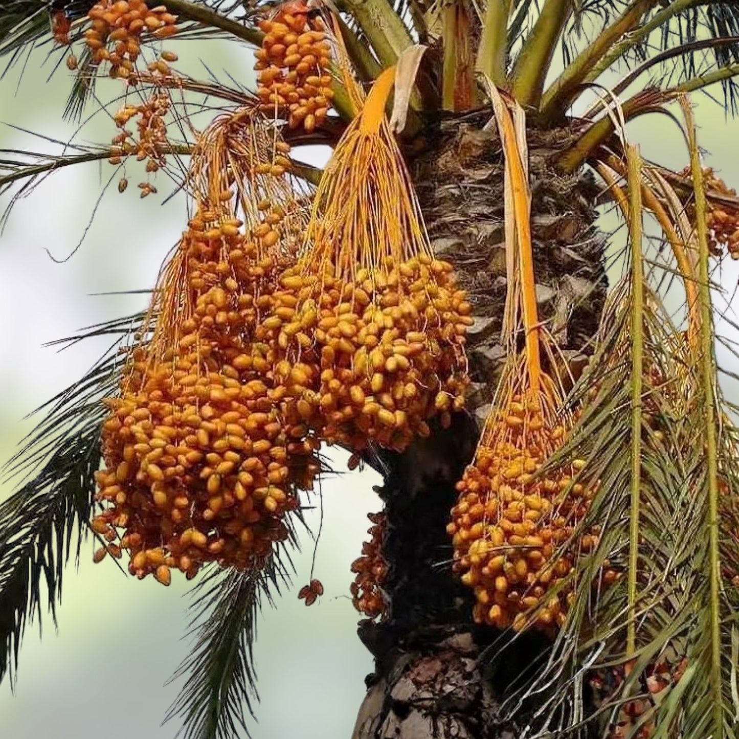 Medjool Date Palm Seedling - 1+ Year Old Phoenix Dactylifera Plant Sapling for Gardening and Landscaping