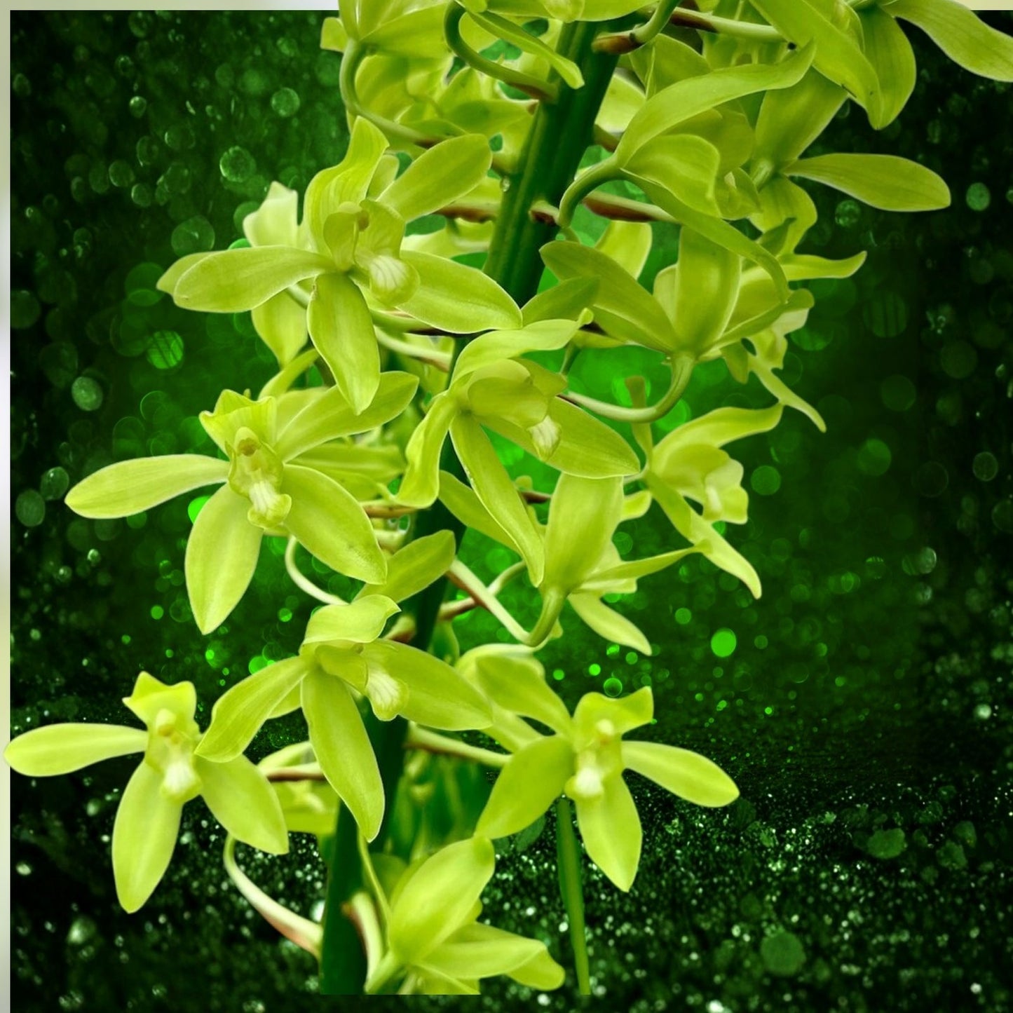 Orchid Plant Bulb Root with Flower – Grammatophyllum scriptum citrinum Lemon Green Fragrant Orchid