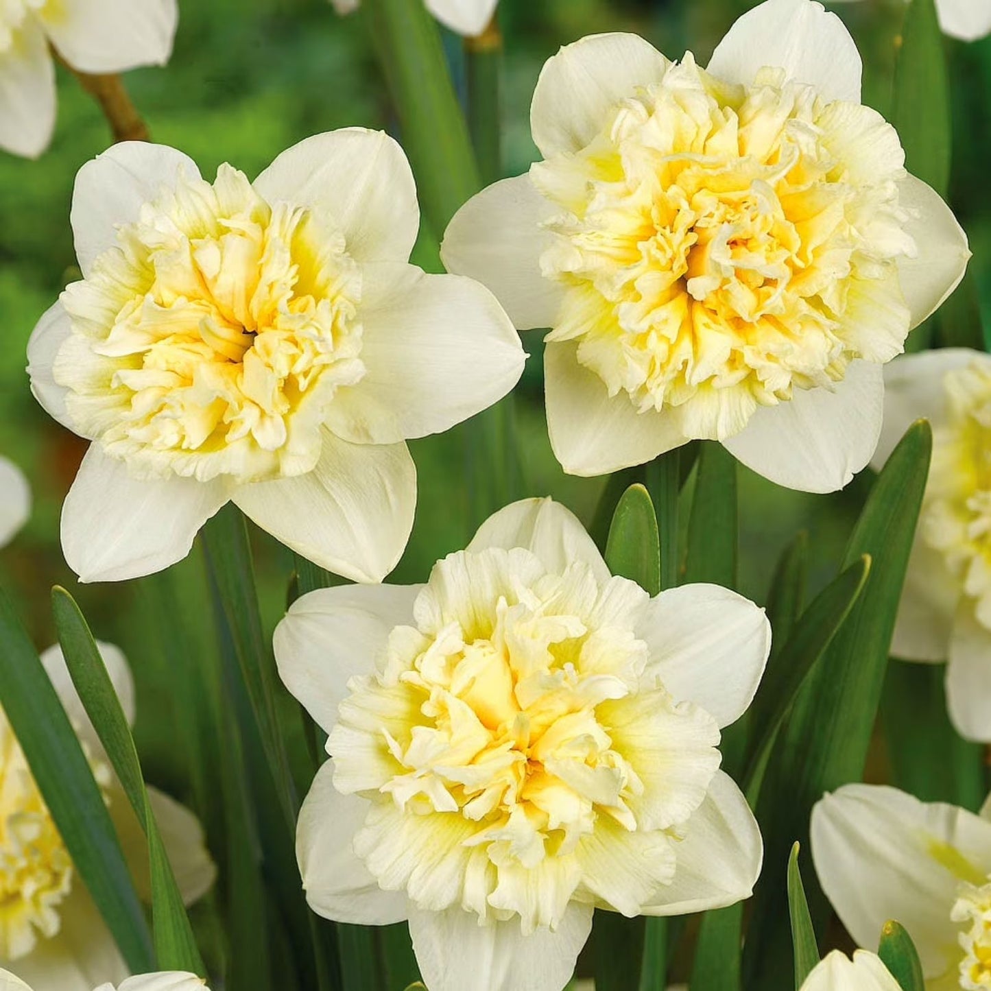 Narcissus Ice Follies Bulbs 14/16cm White Yellow Trumpet Daffodil Perennial Flowering Plant