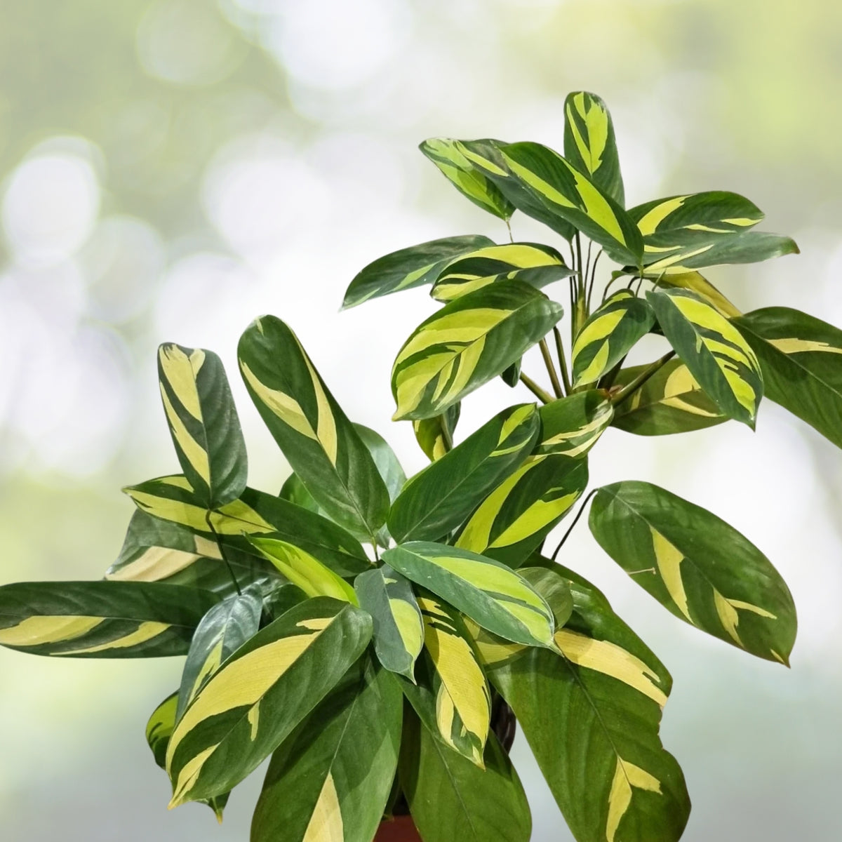 Ctenanthe lubbersiana 'Golden Mosaic' Plant in 10" Pot | Indoor Houseplant for Bright Spaces | Never Never Plant