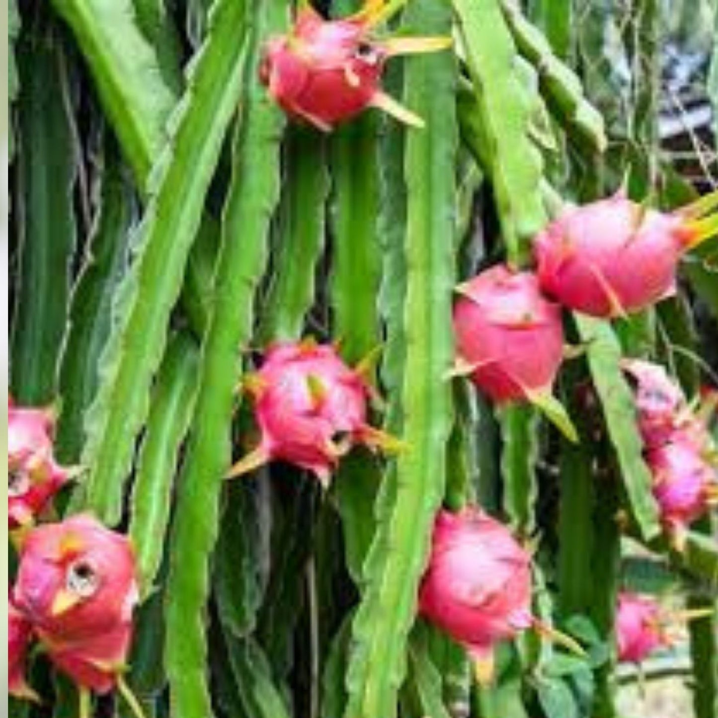 Dragon Fruit Cutting 15-18" Desert King Variety Hylocereus Megalanthus | Edible Cactus Plant for Gardening