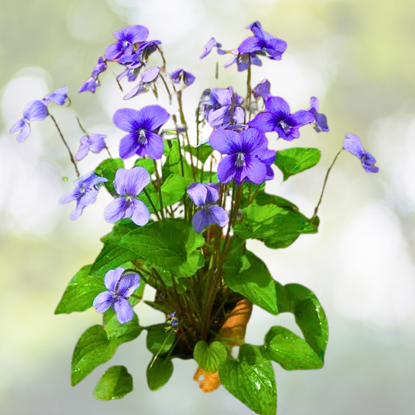 Wildflower Seed Mix - Wisconsin State Flower Perennials & Annuals - Non-GMO - 1000 Seeds