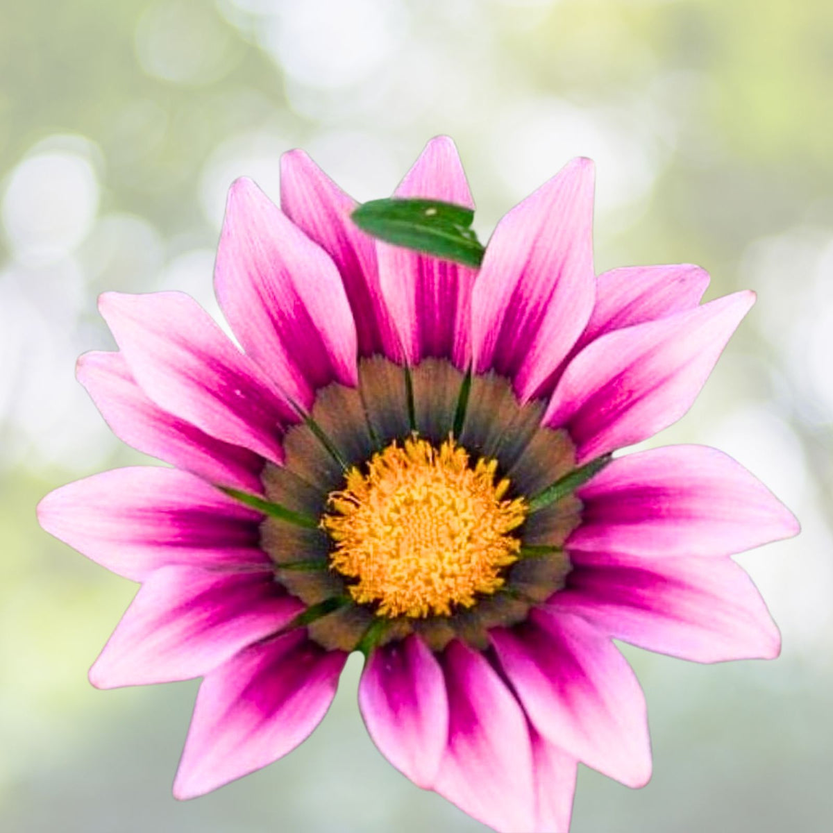 Gazania Plant 4-Inch Pot Pink Flowers Gazania rigens