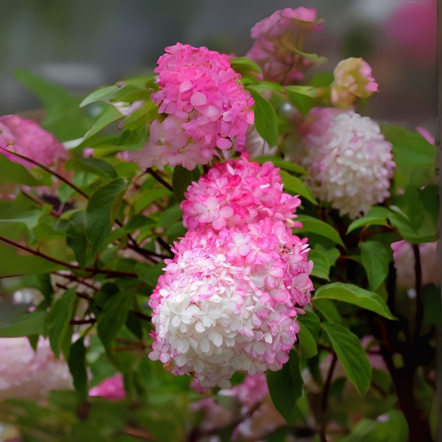Vanilla Strawberry Hydrangea Tree Live Plant - Pink & White Blooms - Hydrangea paniculata
