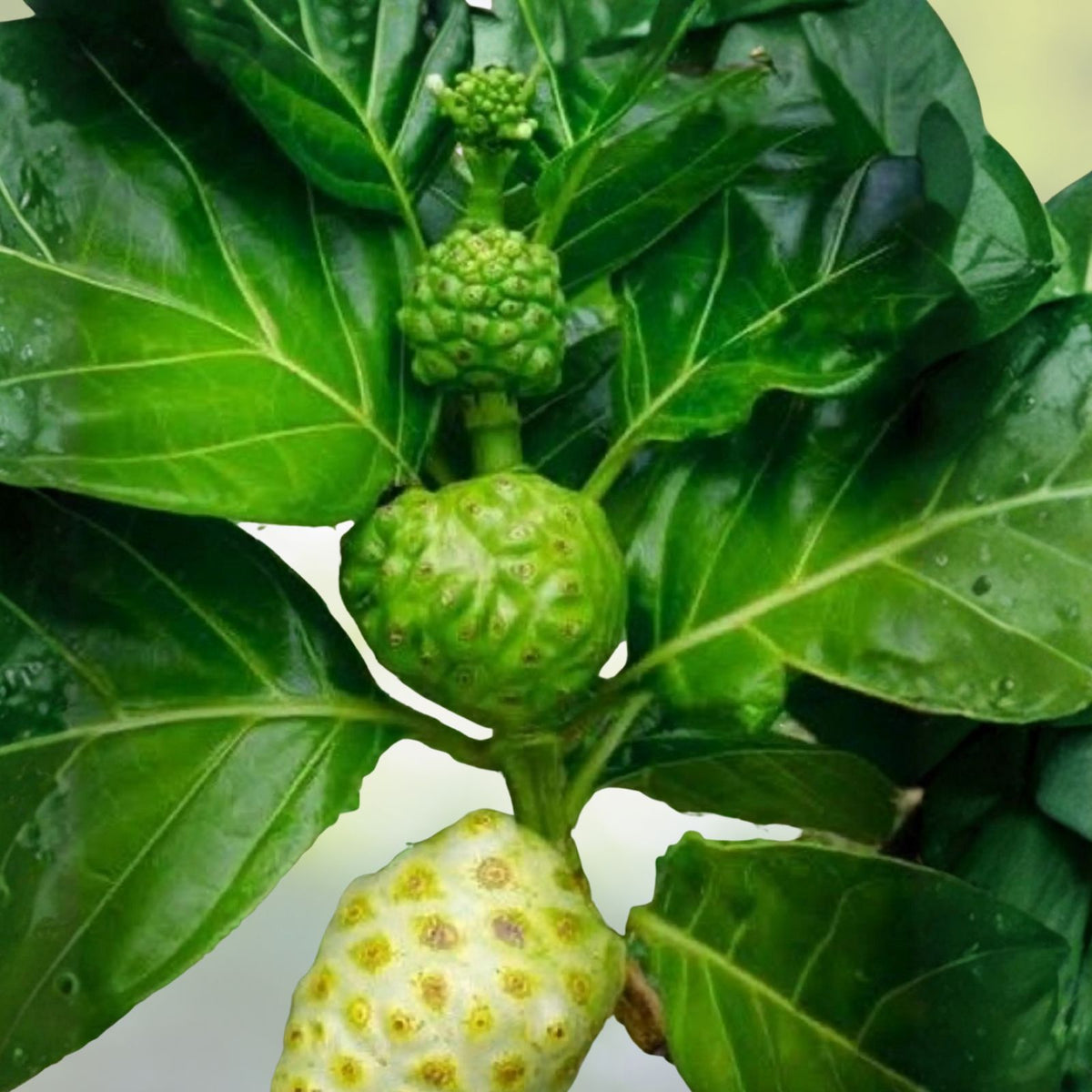 Noni Plant 3 Gallon - Morinda citrifolia - Tropical Fruit Tree for Indoor/Outdoor Gardening, 2-3 Feet Tall