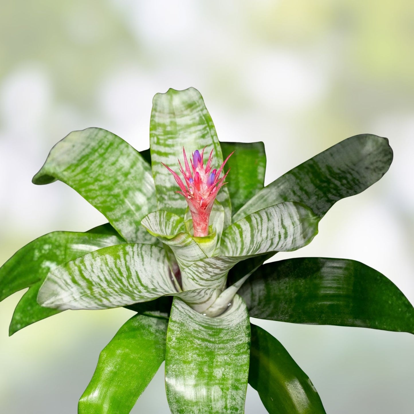Bromeliad Plant Offset Aechmea KA'U Hawaiian Hybrid Indoor Garden Tropical Plant