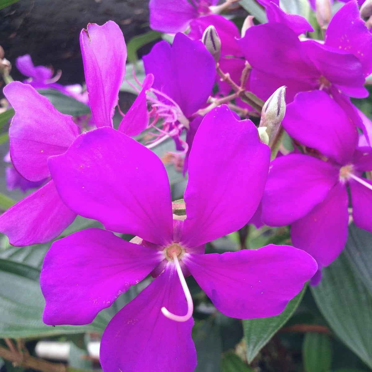 Tibouchina-Athens-Live-Plant-Fragrant-Bush-4-to-8-Inch-No-Pot-Tibouchina-granulosa