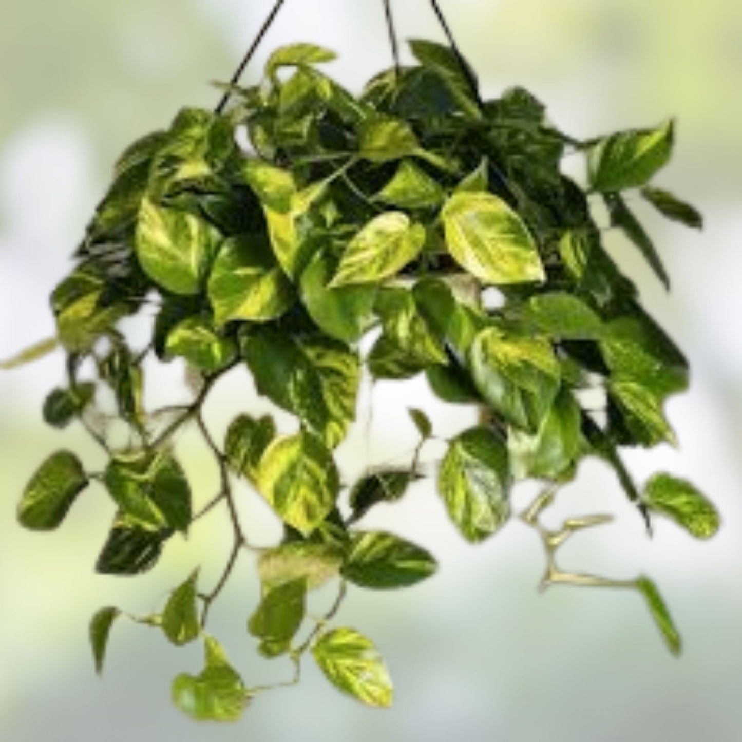 Giant Green Pothos Cuttings 6-8 in Taro Vine Single Leaf Epipremnum aureum Houseplant