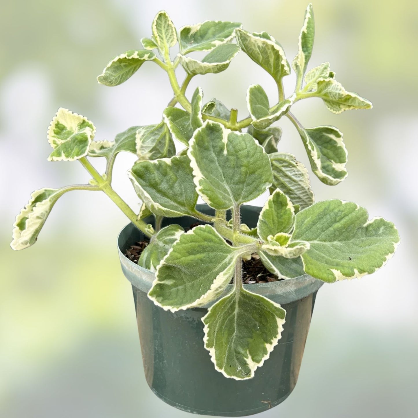 Variegated Cuban Oregano Cutting - Fresh Unrooted Herb - Plectranthus amboinicus - Culinary Herb, Fragrant, Indoor Plant