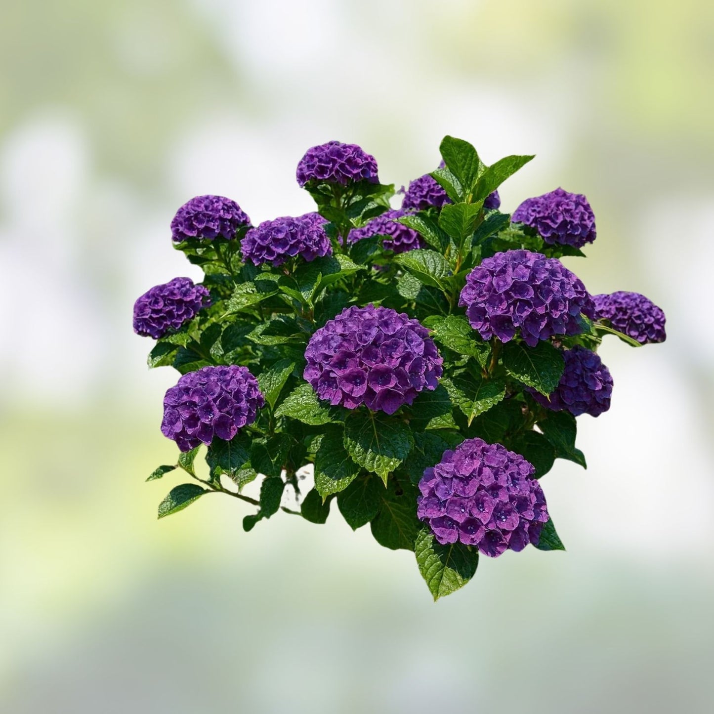 Heirloom Purple Hydrangea Cuttings – 6 Live 6-Inch Hydrangea macrophylla Plant Cuttings for Gardening and Landscaping