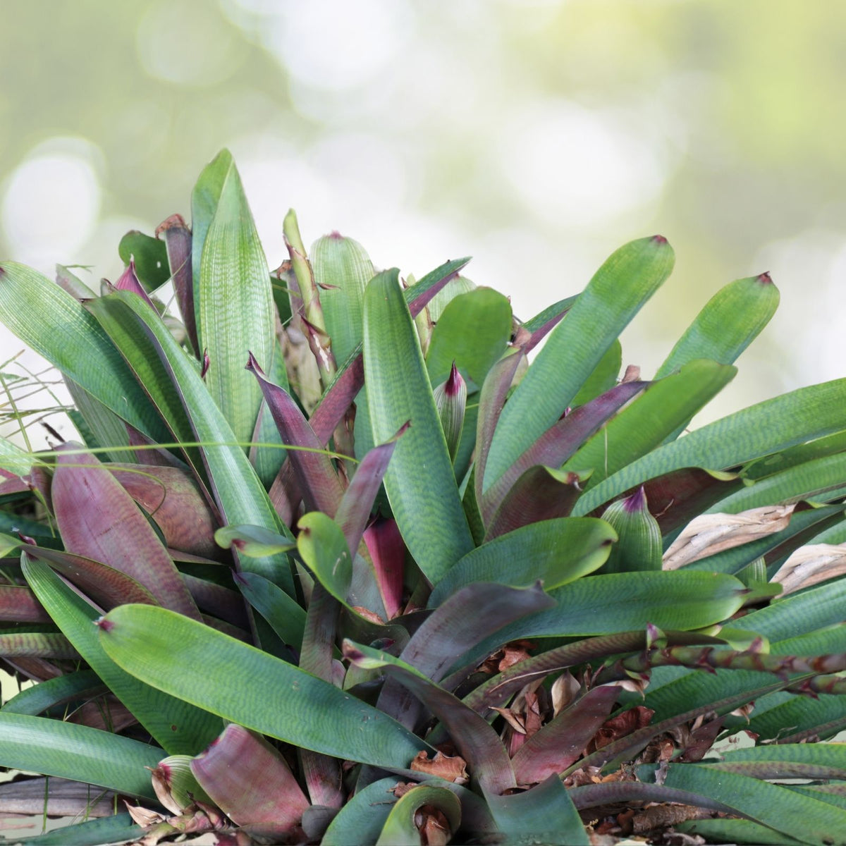 Vriesea Plant 8" Pot, Hawaiian Hybrid 'Sherlette Shiigi', Unique Leaf Markings, Stunning Bromeliad (Vriesea)