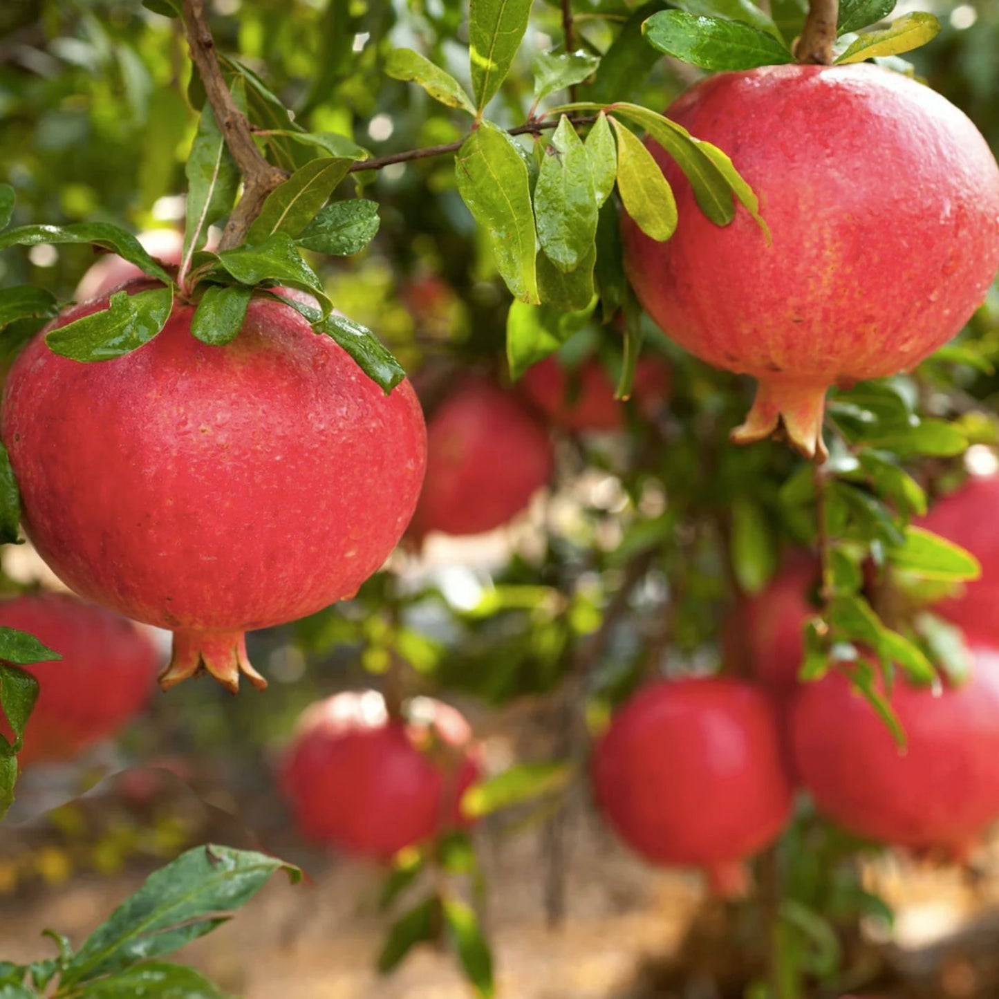 Pomegranate Cuttings 100 Pieces Wonderful Variety Punica granatum Fruit Tree Propagation Free US Shipping