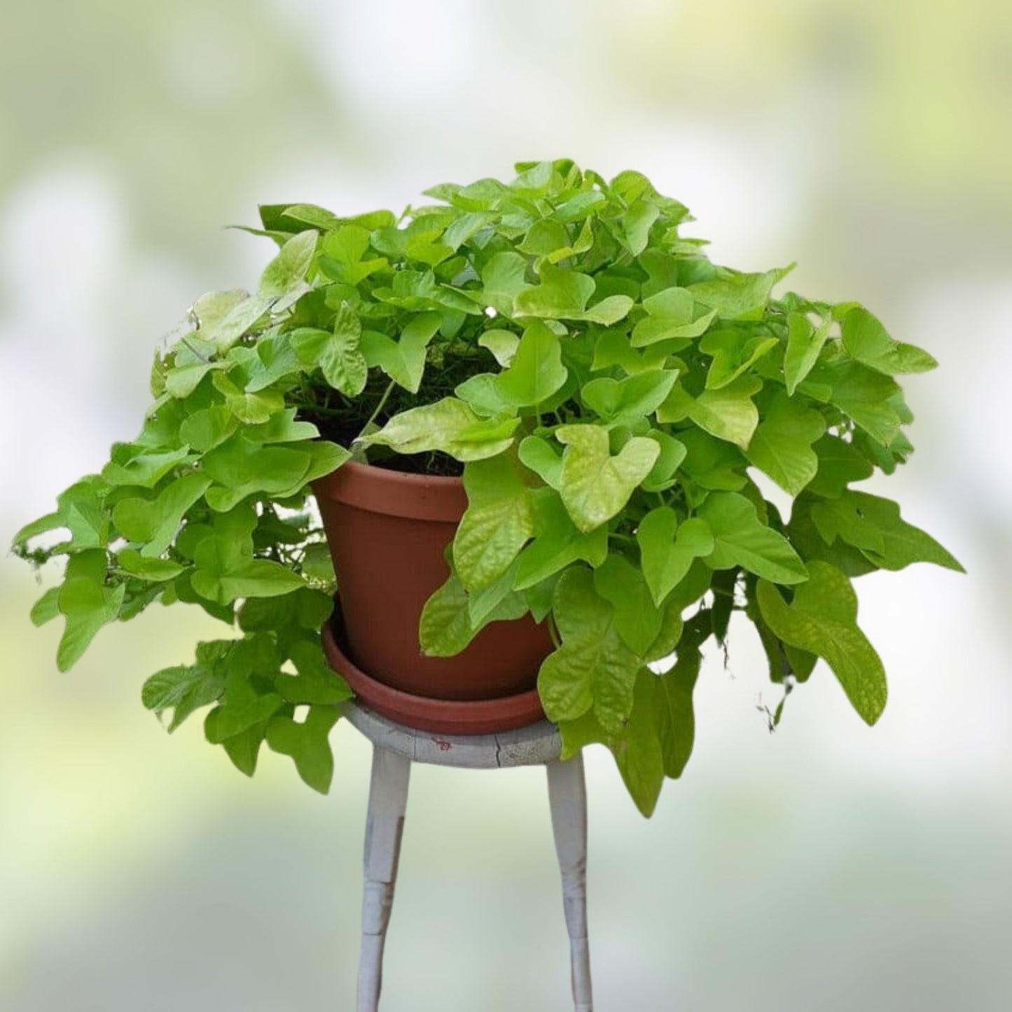 Sweet Potato Slips 10 Rooted Vines Fresh Cutting Ipomoea batatas Organic Gardening Plant