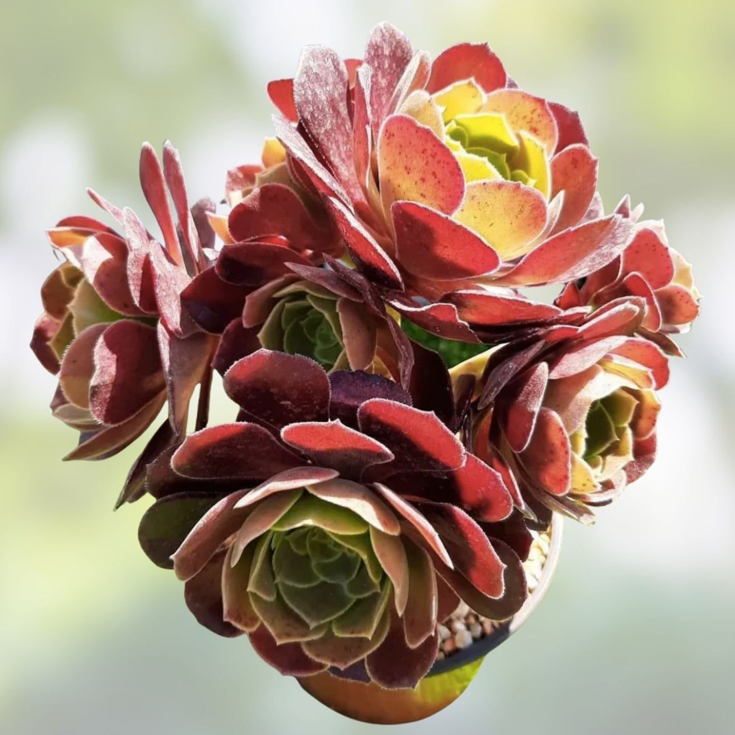 Large Aeonium Velour Succulent Cutting | Unique Fuzzy Texture Plant | Echeveria Hybrid | Live Succulent for Garden or Indoor