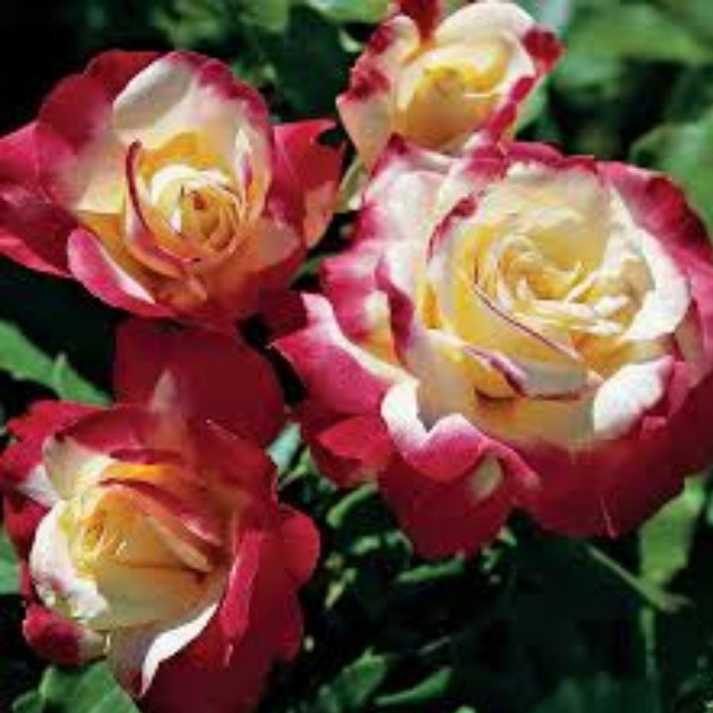 Double Delight Rose Bush – 1-2' Hybrid Tea with Fragrant White and Red Blooms – Rosa 'ANDeli' Live Plant