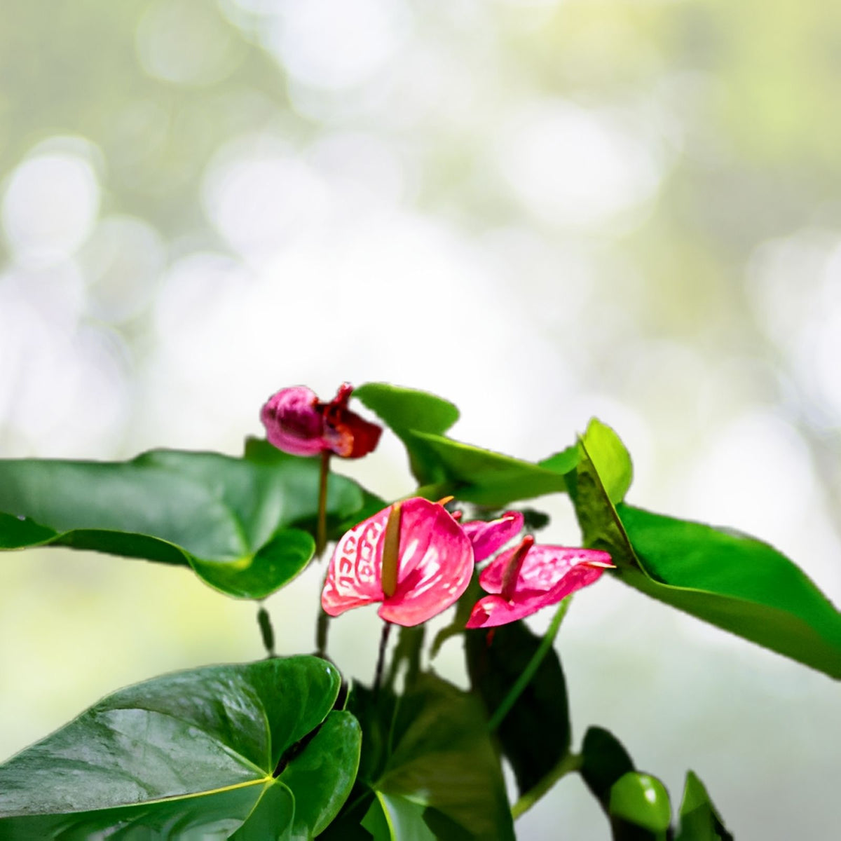 Anthurium 'Maine' 6" Pot - Large Pink Flowering Tropical Plant - Anthurium andraeanum - Indoor Houseplant