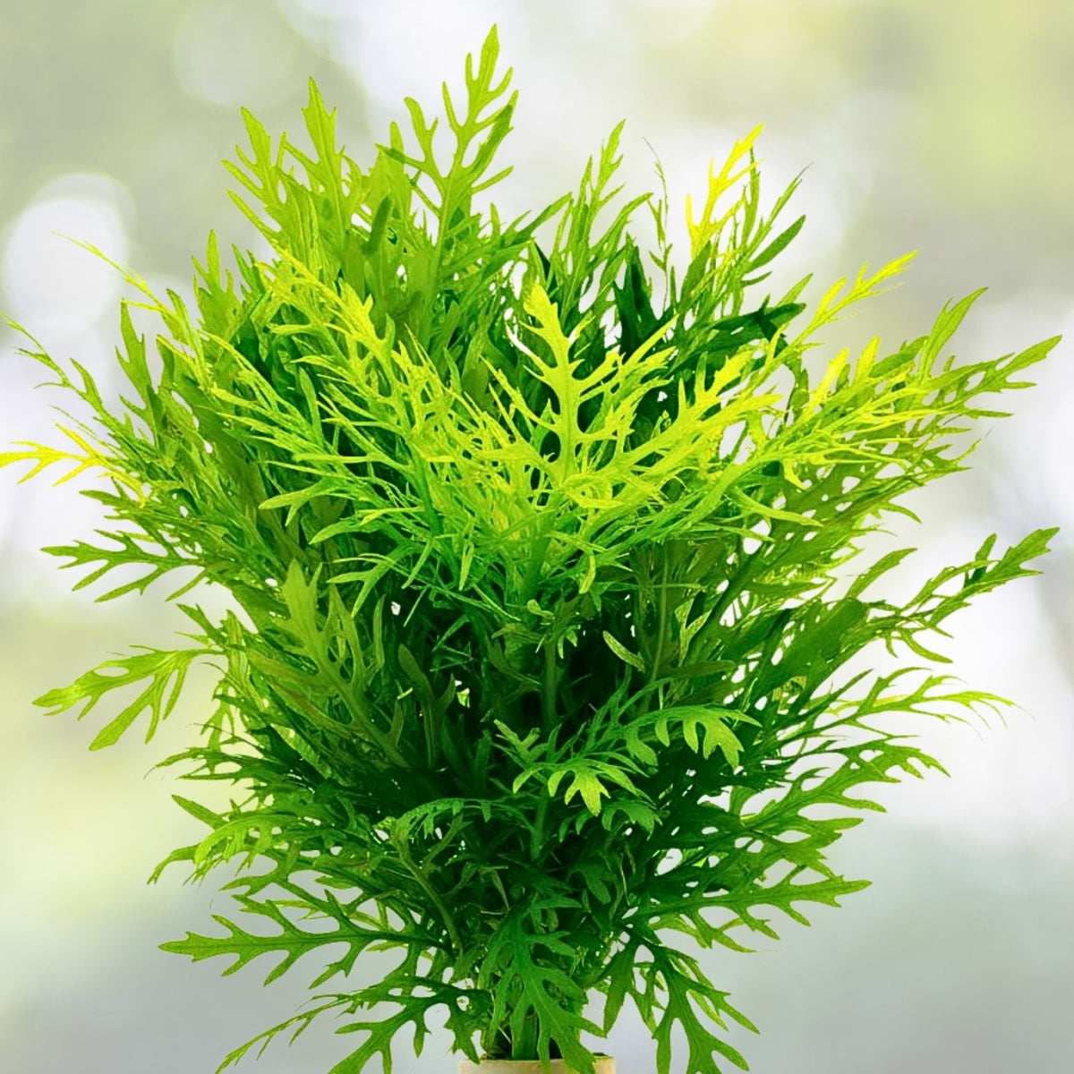 Water Wisteria Stems 7-Pack - Hygrophila Difformis - Easy Aquarium Plant - Lush Green Aquatic Foliage for Tanks and Ponds