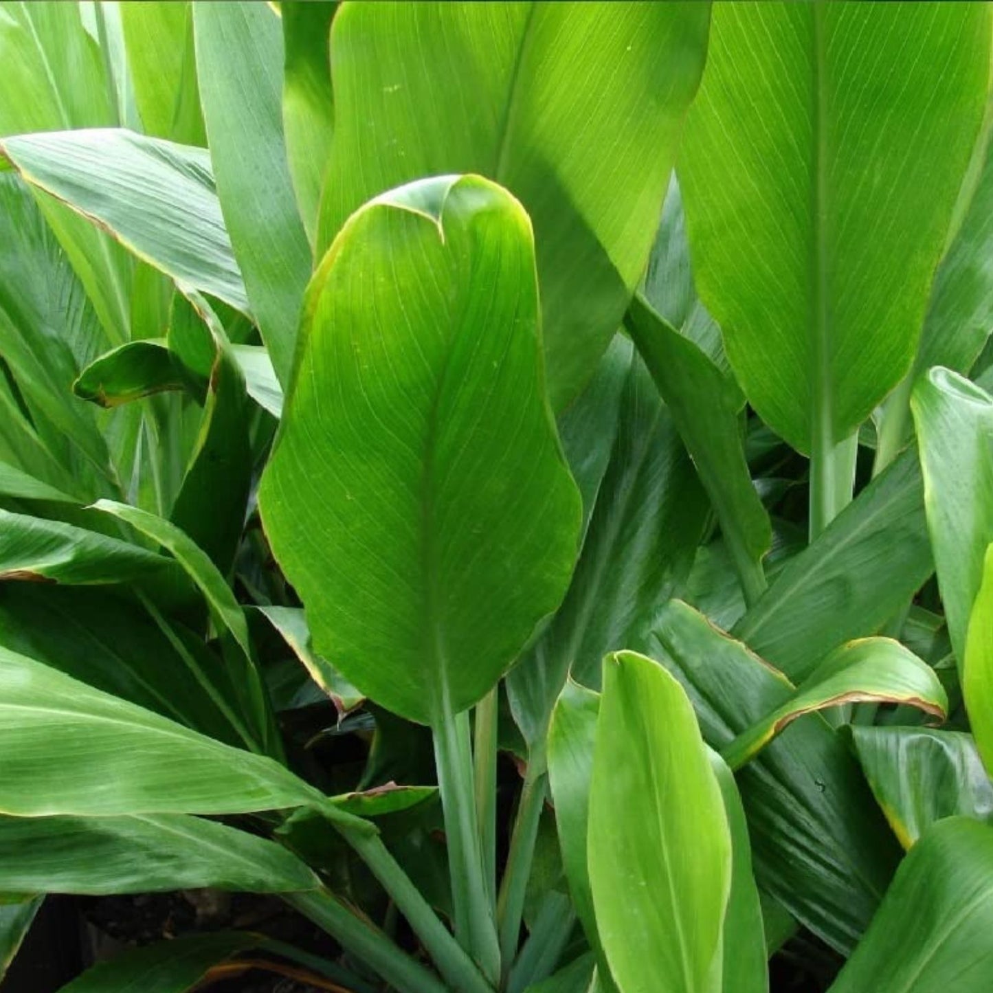 Hawaiian Green Ti Leaf Fresh Cuttings 6-Inch Starter Logs 25 Pack - Cordyline fruticosa Tropical Plant Supplies