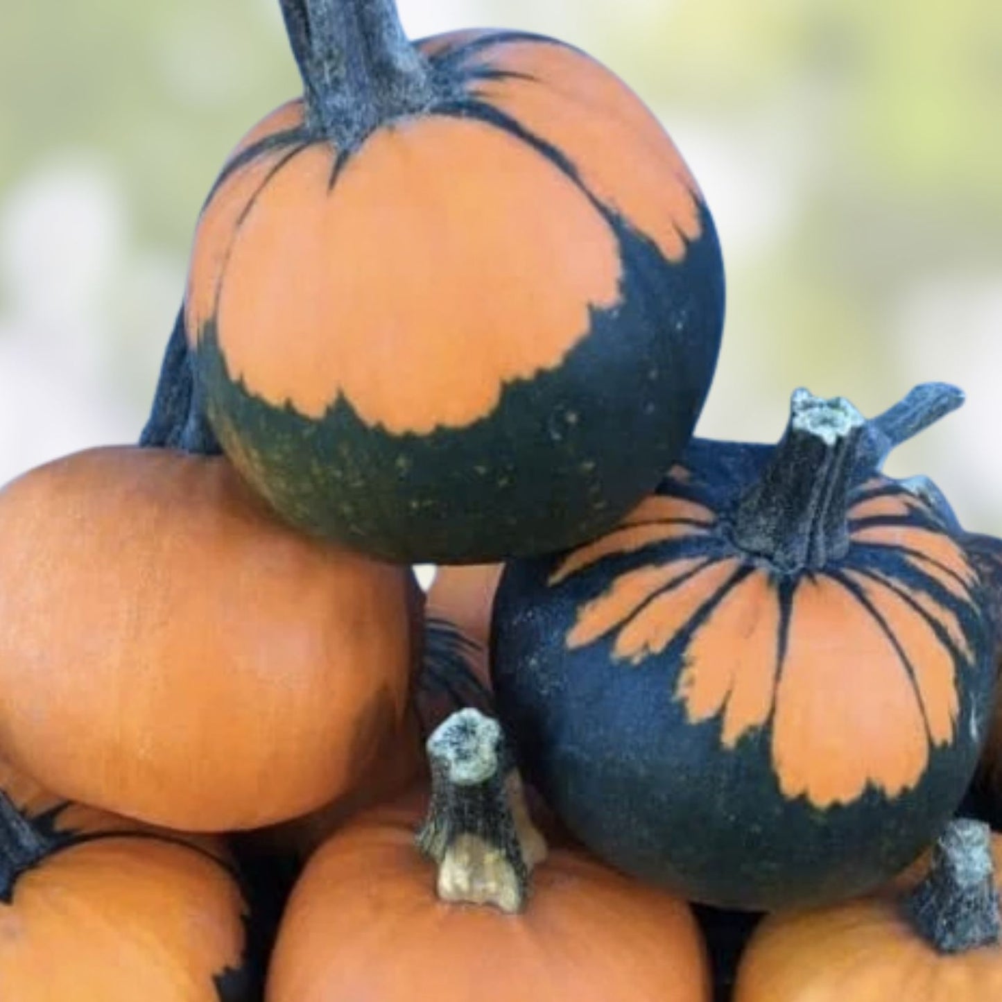 Batwing Pumpkin Seeds 10 Pack - Unique Black Cape Variety - Cucurbita pepo - Edible Pumpkin Seeds for Planting