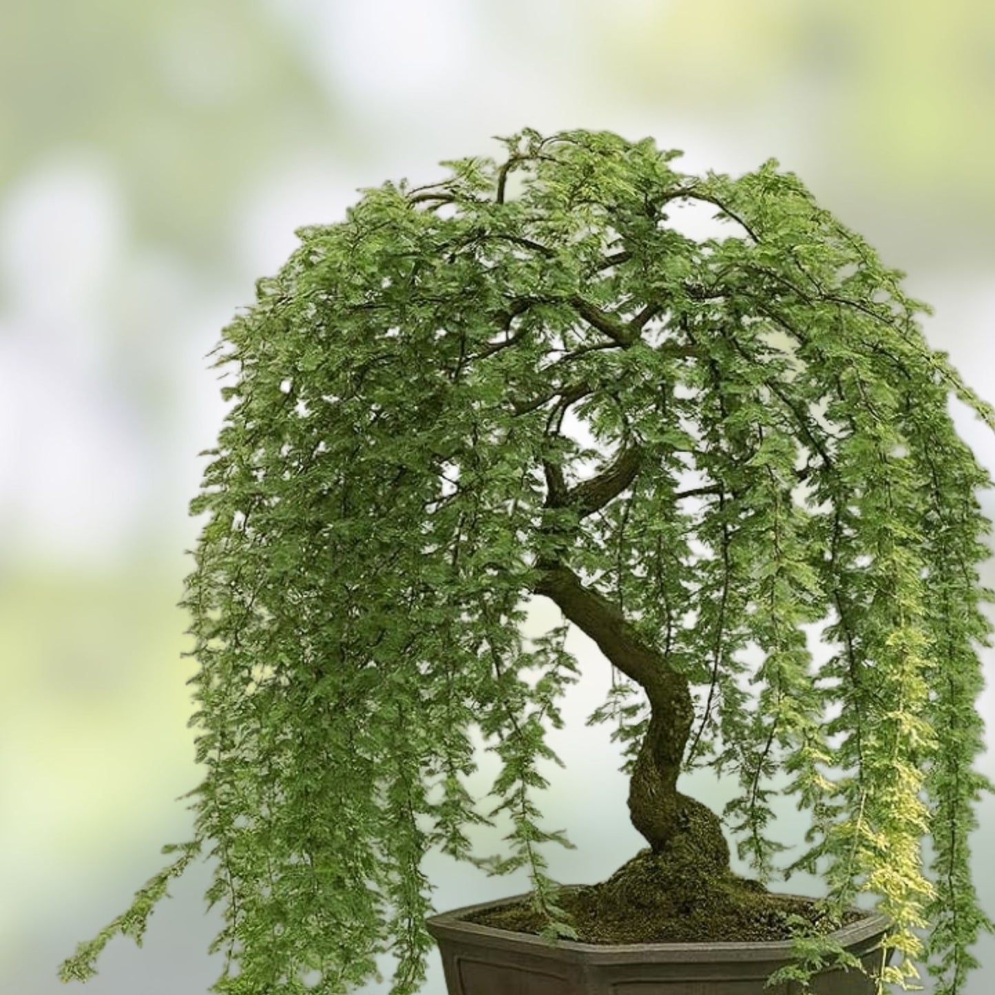 Long Leaf Weeping Willow Bonsai Cutting - Salix babylonica Indoor Outdoor Tree for Growing and Landscaping
