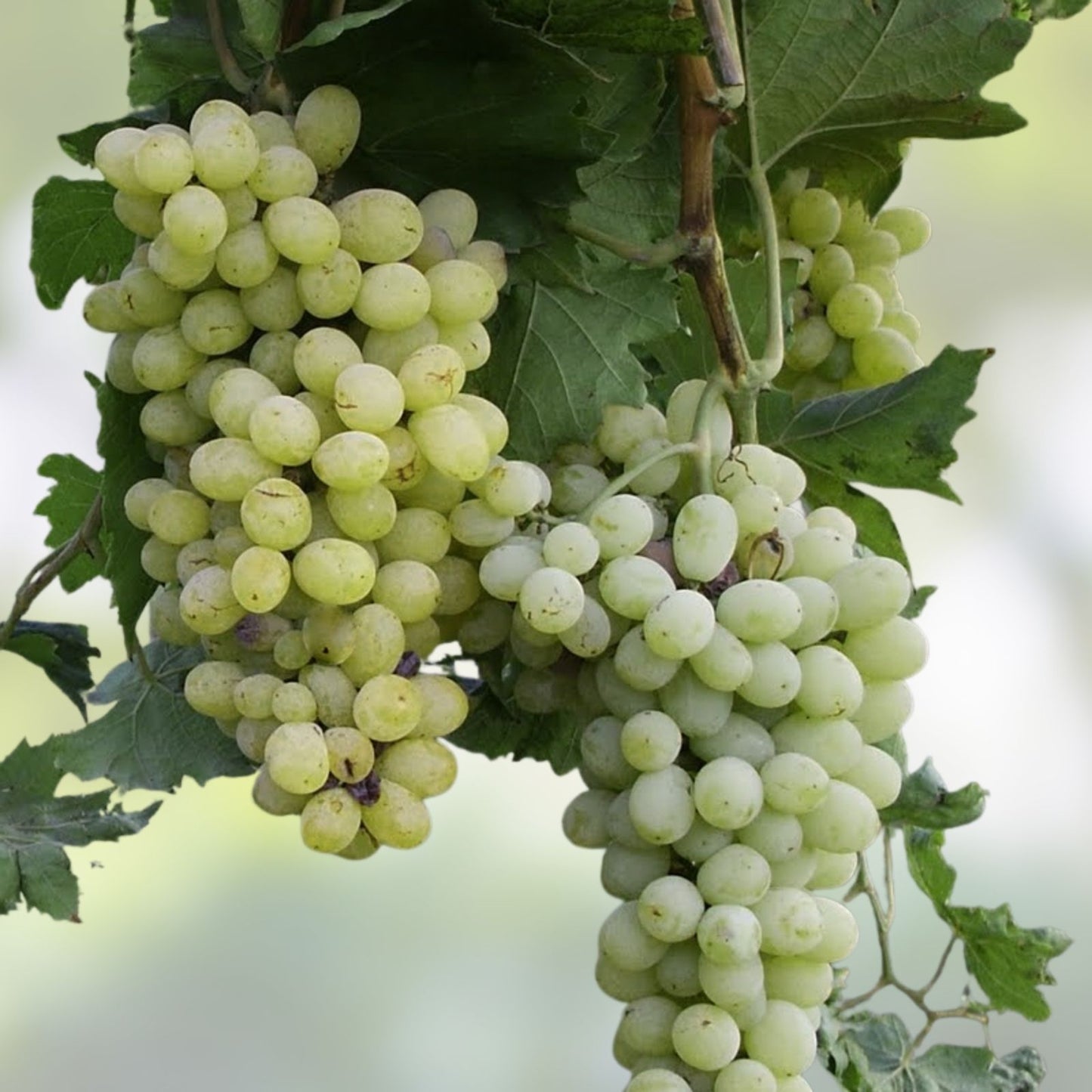 Thompson Vine Bare Root Plant – Green Seedless Sweet Table Grape – Vitis vinifera – Ideal for Home Gardens