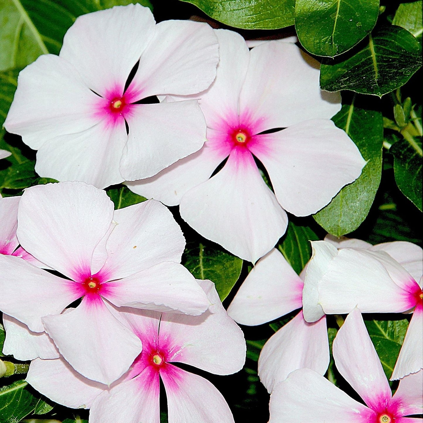 Vinca Seeds 100 Count Hotlik Orchid Eye Vinca rosea Annual Flowering Plant Seeds for Garden Landscaping