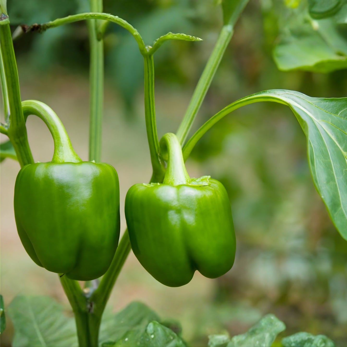 Sweet Pepper Seeds - 50+ Count Emerald Giant Capsicum annuum Non-GMO Heirloom Variety for Home Gardening