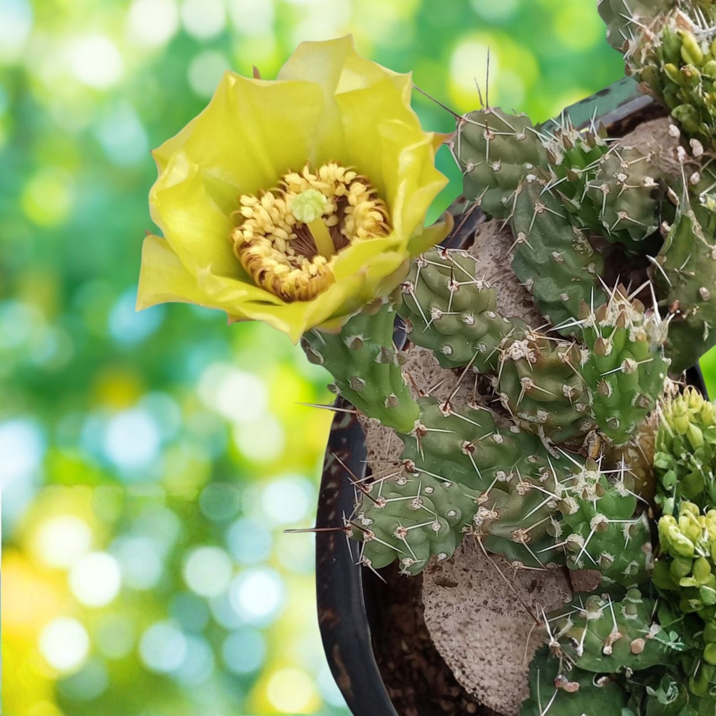 Grusonia Bulbispina Cactus Cuttings - Rare Durango Zacatecas Mat-Forming Succulent Plant