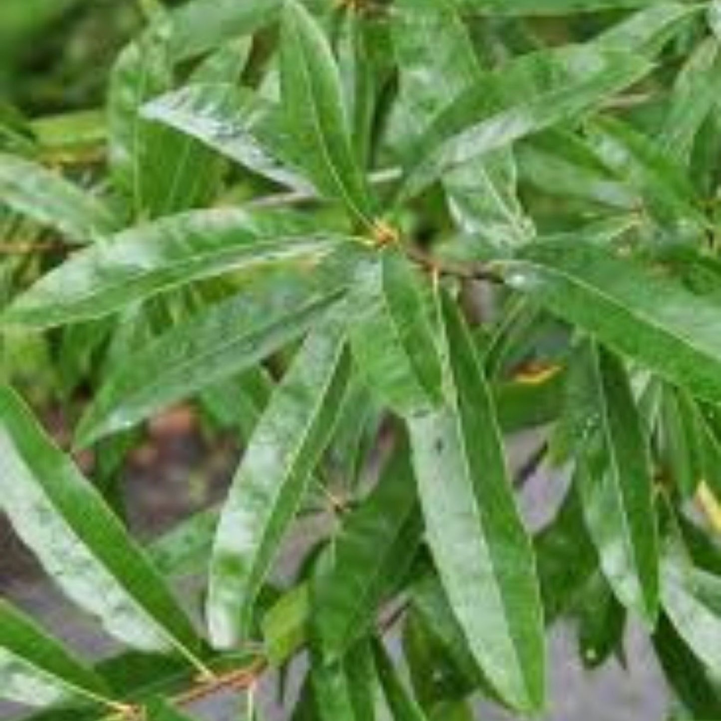 Willow Oak Tree Seedlings 1-2 ft Tall, Quercus phellos, Fast-Growing Hardwood for Landscaping & Reforestation