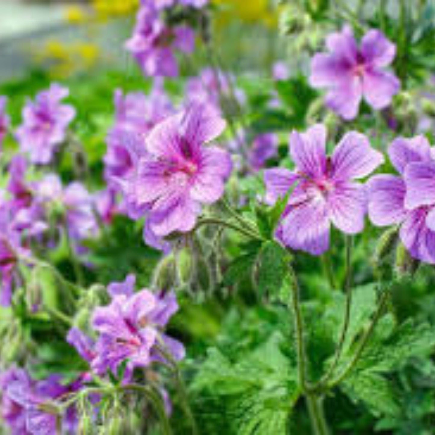 Purple Geranium Starter Cuttings 3 Pack No Roots Pelargonium spp. Garden Planting Supplies