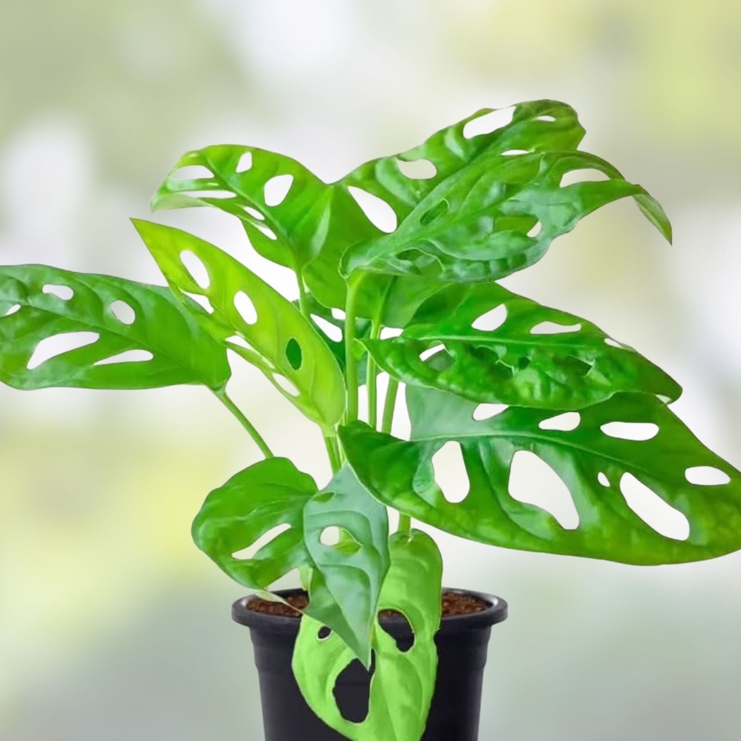 Monstera Adansonii Swiss Cheese Plant 4-inch Pot Live Indoor Tropical Houseplant Unique Foliage for Home Decor