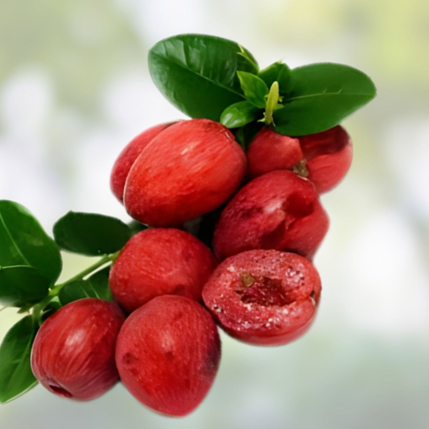 Natal Plum Seeds 10 Pack | Edible Fruit Bush Shrub Carissa grandiflora | USA Seller