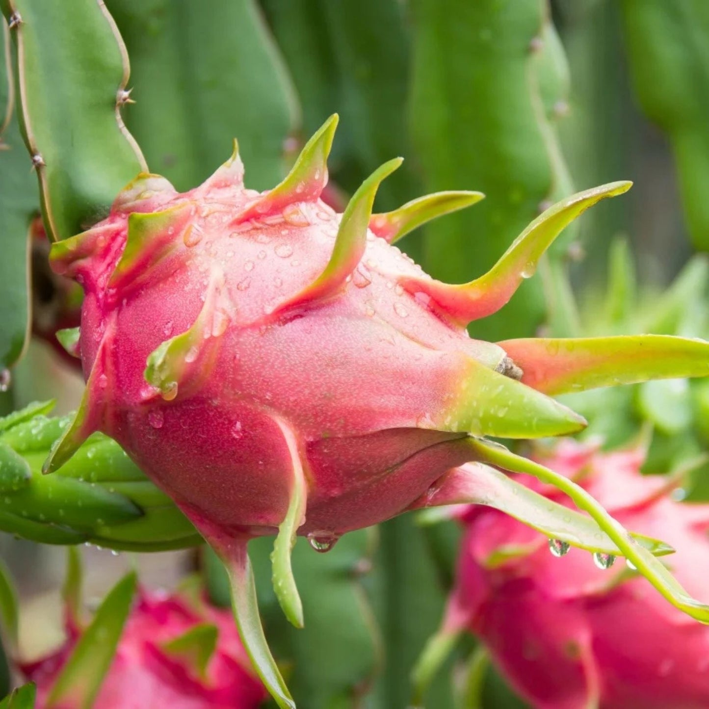 Dragon Fruit Cuttings - Physical Graffiti Variety - Hylocereus undatus - Edible Cactus Plant Propagation