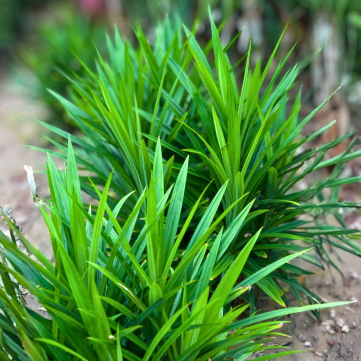 Pandan Plant in Pot - 2 Feet - Fragrant Culinary Herb - Pandanus amaryllifolius - Aromatic Houseplant