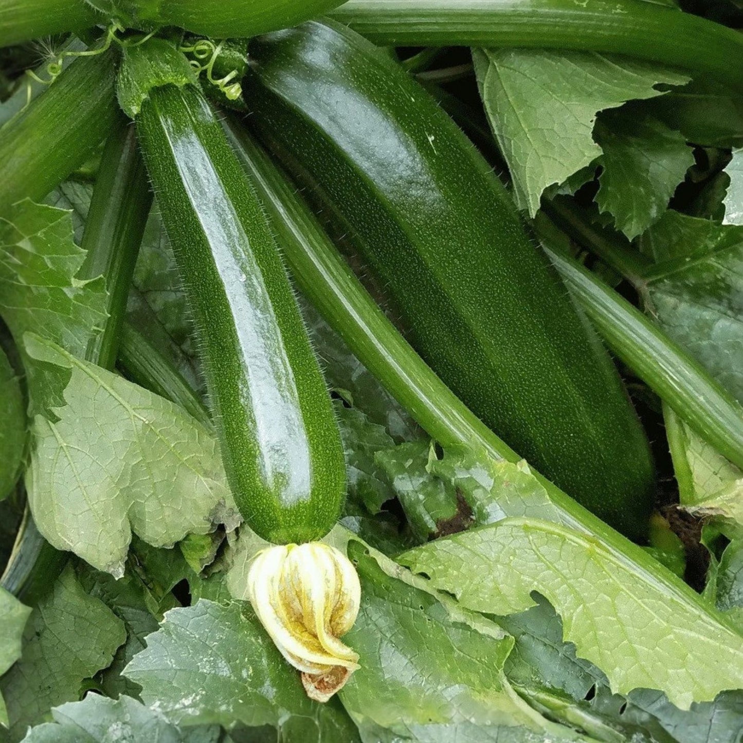 Zucchini Seeds 100 Count Black Beauty Heirloom Non-GMO Cucurbita pepo Vegetable Gardening Seeds
