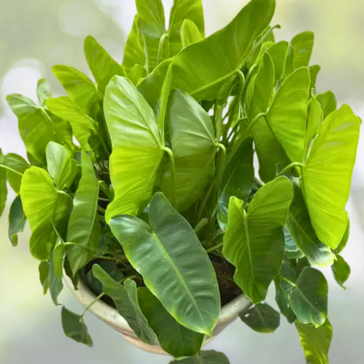Philodendron Burle Marx Plant in 3 Gallon Pot - Healthy Indoor Houseplant - Philodendron 'Burle Marx'