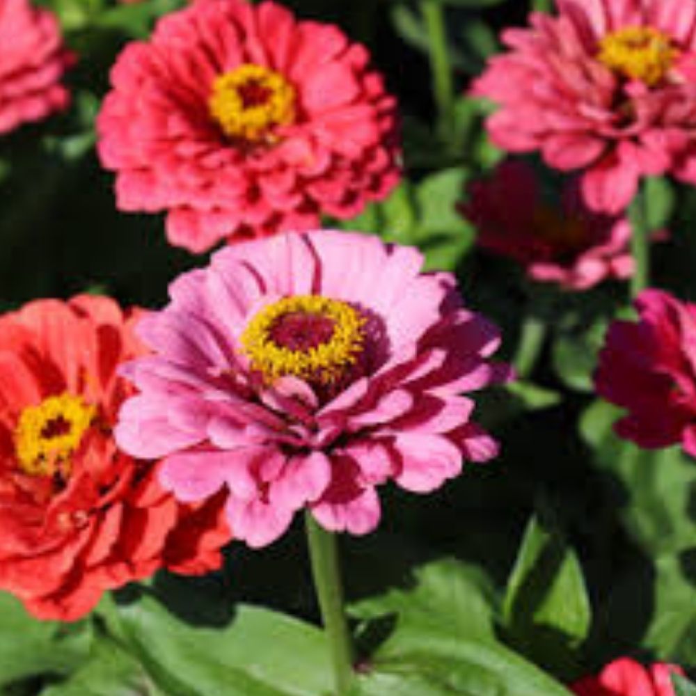 Zinnia Seeds 100 Pack Fruity Beauty Mix Organic Flower Seeds USA Grown Zinnia elegans