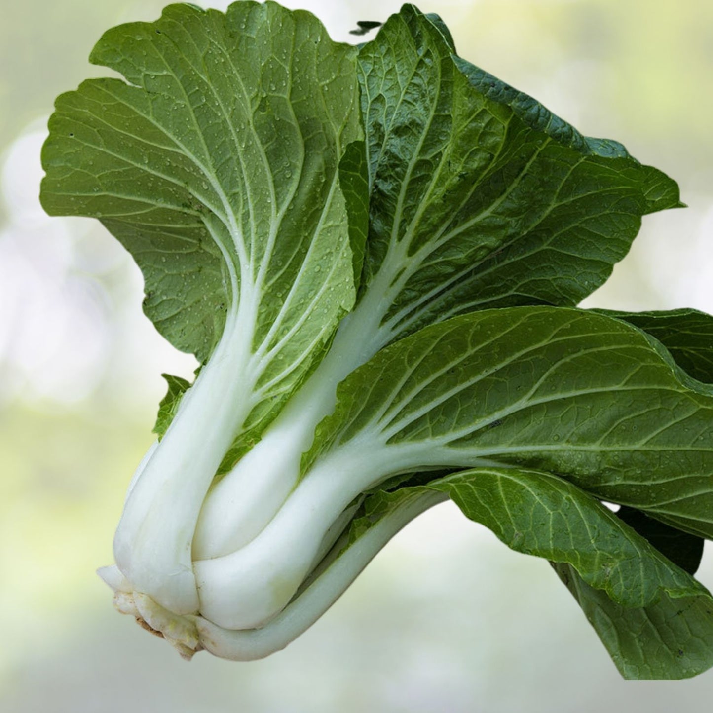 Pak Choi Seeds - 800+ Seeds - Chinese Cabbage Variety - Brassica rapa - Non-GMO, Heirloom, Free US Shipping